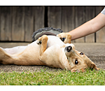 Handschuh-Striegel Cosma f�r Hunde