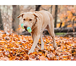 Wasserspielzeug Marble Bone  für Hunde