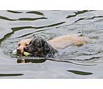 Wasserspielzeug Marble Bone  für Hunde