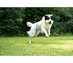 Wasserspielzeug Marble Bone  f�r Hunde