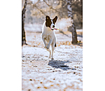 Quietsch-Spielzeug Unicorn fr Hunde