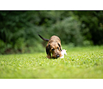 Quietsch-Spielzeug Unicorn f�r Hunde