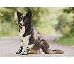 Pfotenschutz-Schuhe Dubai fr Hunde