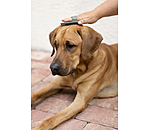 Hunde-Striegel Zeyna