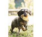 Quietsch-Spielzeug Chicken für Hunde