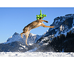 Hundespielzeug Strong Dino
