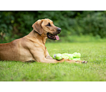 Hundespielzeug Strong Dino