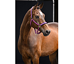 Halfter Swiss Design II