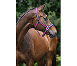 Halfter Swiss Design II