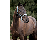 Halfter Swiss Design II