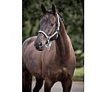 Halfter Swiss Design II