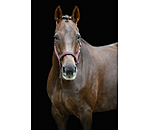 Halfter Twinkle