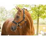 Halfter Twotone & Crystal