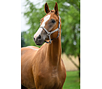 Halfter Superg�nstig