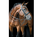 Kandarenzaum Dressage II