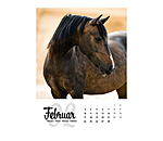 Pferdekalender 2026