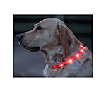 LED-Leuchthalsband fr Hunde