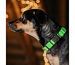 LED-Hundehalsband Loom