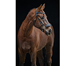 Hackamore