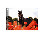 Horses Kalender 2026