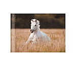 Horses Kalender 2026