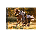 Horses Kalender 2026