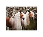 Haflinger Kalender 2025