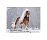 Haflinger Kalender 2025