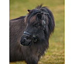 SHOWMASTER  Fohlen- und Shetty-Lederhalfter Siri