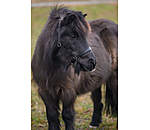 SHOWMASTER  Fohlen- und Shetty-Lederhalfter Siri