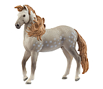 Andalusier Hengst