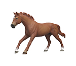 Englischer Vollblut Hengst