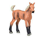 Play series Belgisches Warmblutfohlen