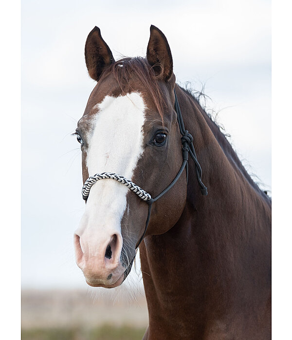 Knotenloses Halfter Bonny