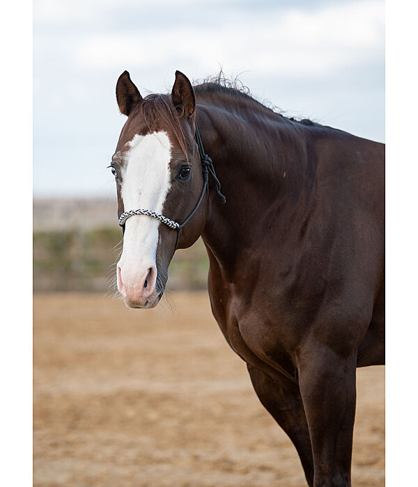 Knotenloses Halfter Bonny