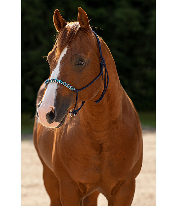 Knotenloses Halfter Bonny