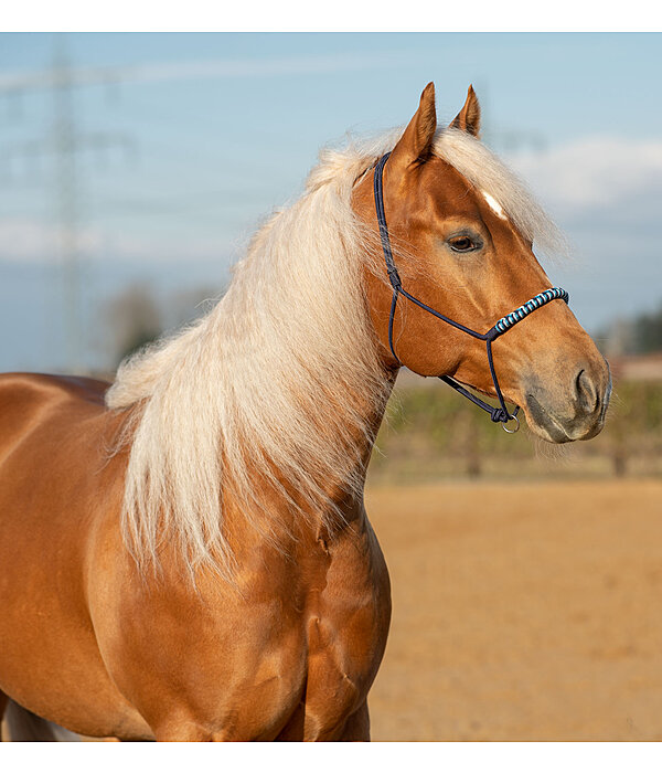 Knotenloses Halfter Bonny
