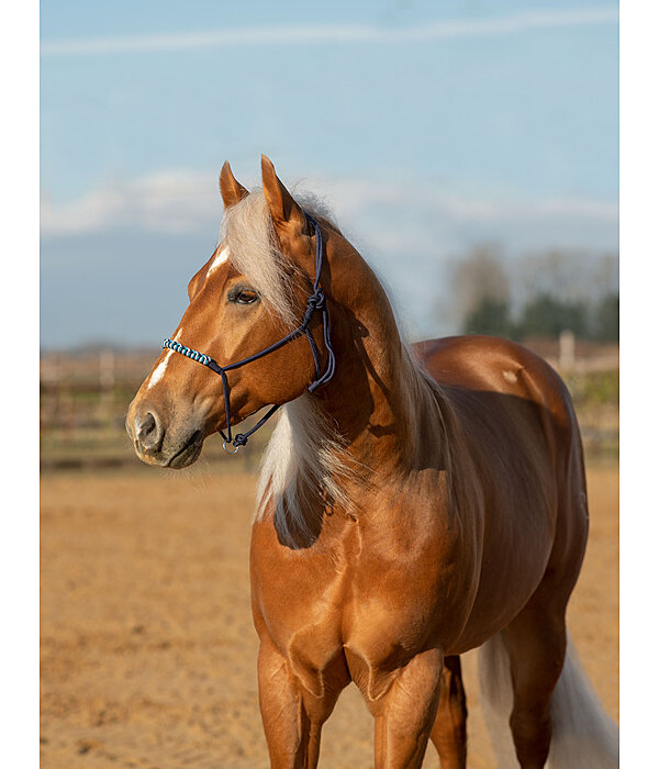 Knotenloses Halfter Bonny
