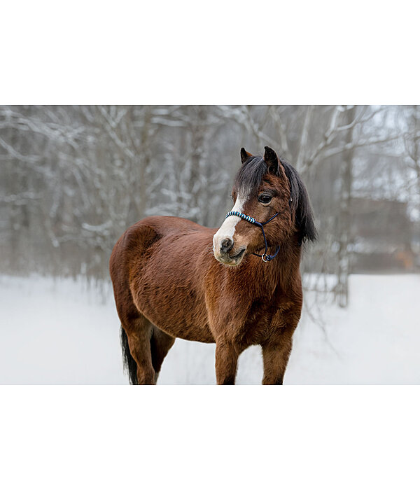 Knotenloses Halfter Bonny