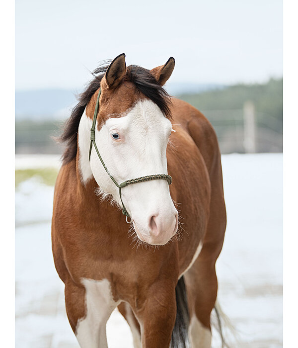 Knotenloses Halfter Bonny