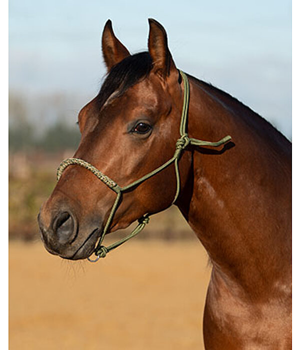 Knotenloses Halfter Bonny