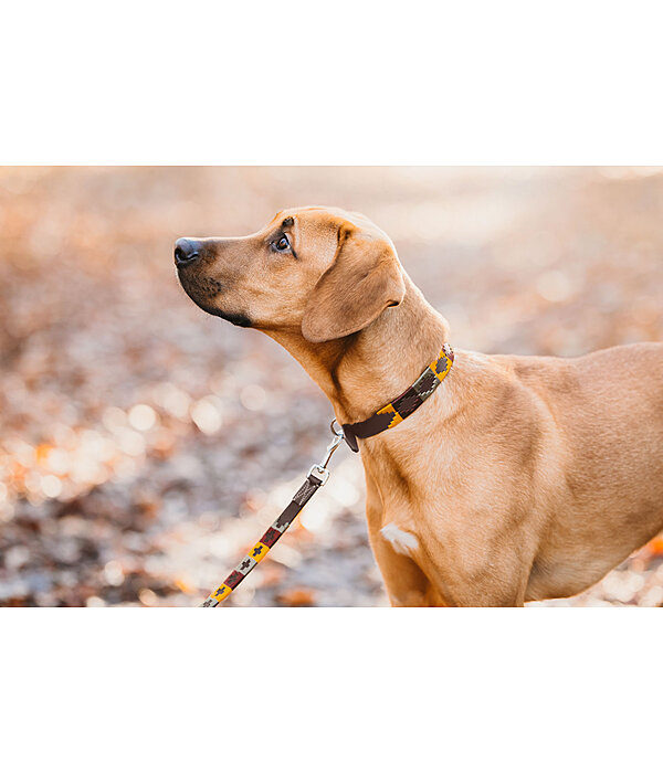 Set: Leder-Hundehalsband und -leine Polo Sports