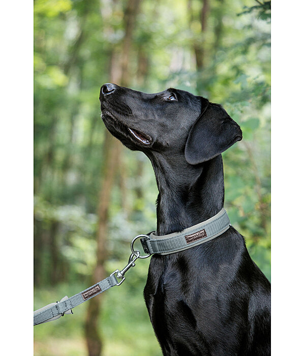 Hundehalsband Becks