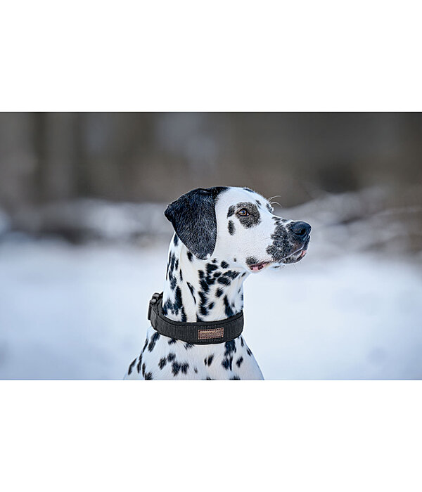 Hundehalsband Becks