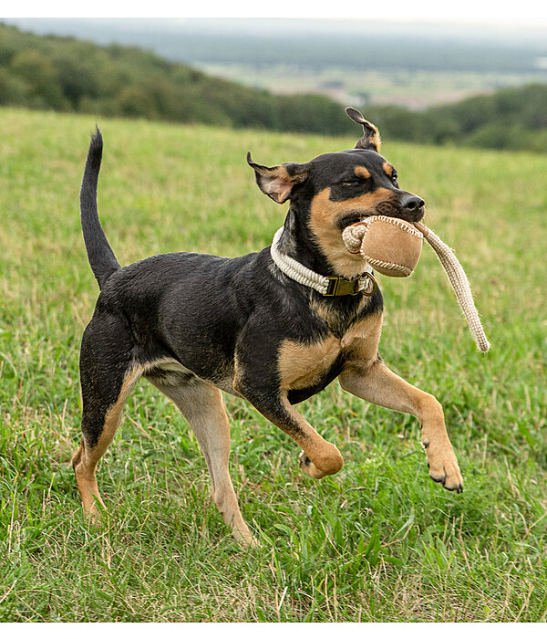 Wurf-Hundespielzeug Home Run