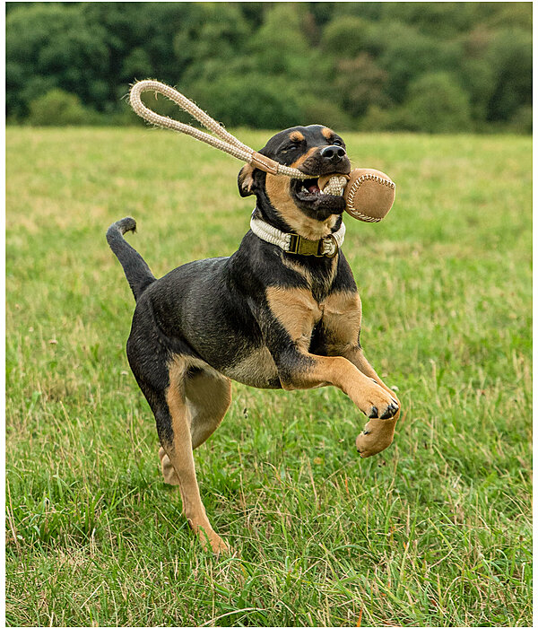 Wurf-Hundespielzeug Home Run