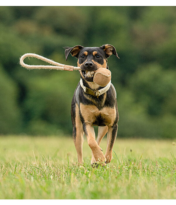 Wurf-Hundespielzeug Home Run