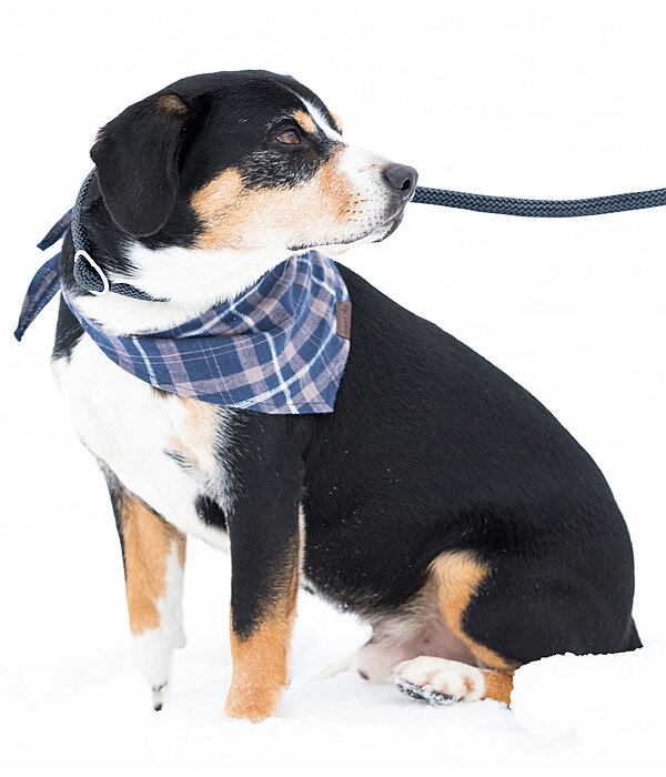 Retriever-Leine Rope