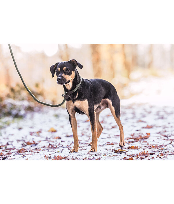 Retriever-Leine Rope