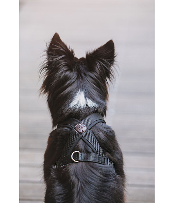 Hundegeschirr Piper